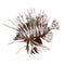 Hand drawn watercolor illustration of striped lionfish. Underwater life. Isolated objects on white background.