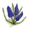 Hand-drawn watercolor illustration of violet muscari isolated on white background.