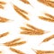 Hand-drawn watercolor illustration of wheat in an seamless pattern.