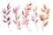 Hand drawn watercolor illustrations. Autumn Botanical clipart.