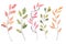 Hand drawn watercolor illustrations. Autumn Botanical clipart. S