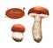 Hand-drawn watercolor illustrations of the boletus. Botanical mushrooms drawing isolated on the white background