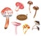 Hand-drawn watercolor illustrations of the different toadstools