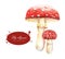 Hand-drawn watercolor illustrations of the fly agaric