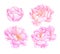 Hand drawn watercolor illustrations. Pink peonies flowers. Save