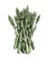 Hand-drawn watercolor image of asparagus