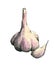 Hand-drawn watercolor image of garlic.
