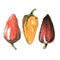 Hand-drawn watercolor image of three peppers.