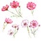 Hand-drawn watercolor isolated pink and white flowers