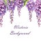 Hand-drawn watercolor isolated violet wisteria flowers