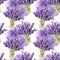 Hand drawn watercolor lavender banch seamless pattern with watercolor spine on white background.