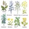 Hand-drawn watercolor medicinal forest herbs. Plantain, wormwood, shepherd`s bag, St. John`s wort, motherwort.