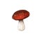 Hand drawn watercolor mushroom illustration, forest element.