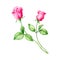 Hand drawn watercolor pink English Roses. Romantic background for web pages, wedding invitations, wallpaper
