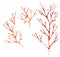 Hand drawn Watercolor red coral branch Illustration