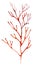 Hand drawn Watercolor red coral branch Illustration
