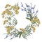 Hand drawn watercolor rural summer tansy and chicory wreath.