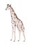 Hand drawn watercolor safari tropical giraffe decoration. Exotic savannah African illustrations, zoo jungle tree, brazil