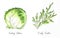 Hand drawn watercolor salad leaf, fresh iceberg lettuce and curly endive salad isolated on the white background