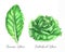 Hand drawn watercolor salad leaf, fresh romaine lettuce and butterhead lettuce isolated on the white background