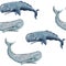 Hand drawn watercolor seamless pattern with sperm whale. Sea ocean marine animal, nautical underwater endangered mammal