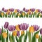 Hand drawn Watercolor seamless tulips border on white background