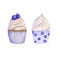 Hand drawn watercolor set of cupcakes decorated with berries. Blueberry. Isolated. for card, poster
