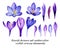 Hand drawn watercolor set with violet purple crocus saffron flowers and petals elements 3024