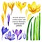 Hand drawn watercolor set with yellow, violet crocus saffron flowers, petals and leaves elements 3026