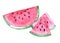 Hand drawn watercolor sliced bright pink pulpy watermelon with brown seeds isolated on white background.