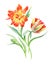 Hand drawn watercolor Sunny Tulips flowers. Can be used as a greeting card for background, birthday, mother`s day
