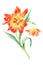 Hand drawn watercolor Sunny Tulips flowers. Romantic background for web pages, wedding invitations, wallpaper