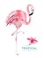 Hand drawn watercolor tropical birds set of flamingo. Exotic bird illustrations, jungle tree, brazil trendy art. Perfect