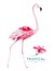 Hand drawn watercolor tropical birds set of flamingo. Exotic bird illustrations, jungle tree, brazil trendy art. Perfect