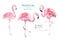 Hand drawn watercolor tropical birds set of flamingo. Exotic bird illustrations, jungle tree, brazil trendy art. Perfect