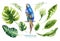 Hand drawn watercolor tropical plants set and parrot. Exotic pa