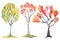 Hand-Drawn Watercolor Tulip Trees Collection: A Forest of Tulip Trees .