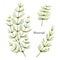 Hand drawn watercolor vector botanical illustration of Horsetail .