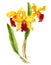 Hand drawn watercolor yellow cattleya orchid isolated on a white.