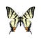 Hand drawn western tiger swallowtail butterfly