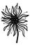 Hand drawn whimsical black and white flower illustration