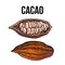 Hand drawn whole and half cacao fruits