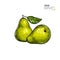 Hand drawn whole pears. Vector colored engraved illustration. Juicy natural fruit. Food healthy ingredient. For cooking