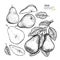 Hand drawn whole, sliced pear and branch. Vector engraved illustration. Juicy natural fruit. Food healthy ingredient