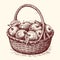 Hand drawn wicker basket full of ripe sweet apples. Fresh fruit, farm organic healthy food. Sketch vintage vector