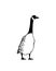 Hand drawn wild goose