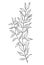 Hand drawn of wild herb. Black outline plant drawing isolated on white background