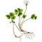 Hand drawn wild plant oxalis isolated on white background. Botanical element for your design. Herbal illustration.