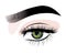 Hand-drawn womans luxurious eye with perfectly shaped eyebrows and full lashes. Idea for business visit card