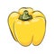 Hand drawn yellow capsicum